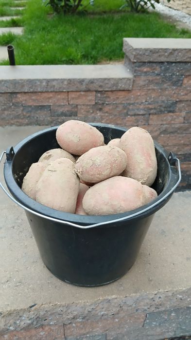 Ziemniaki uprawa tradycyjna