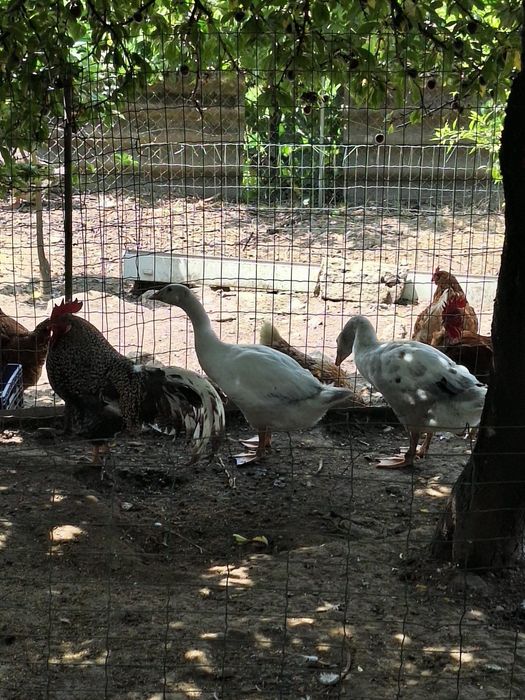 Gansos juvenis pato/ganso