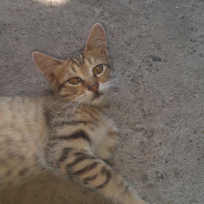 Отдам котят в хорошие руки бесплатно