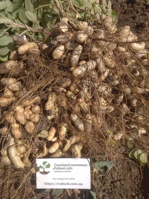 Арахіс насіння 6 сортів горіх арахис семена для вирощування в Україні