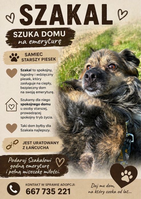Starszy spokojny piesek szuka domku u emeryta