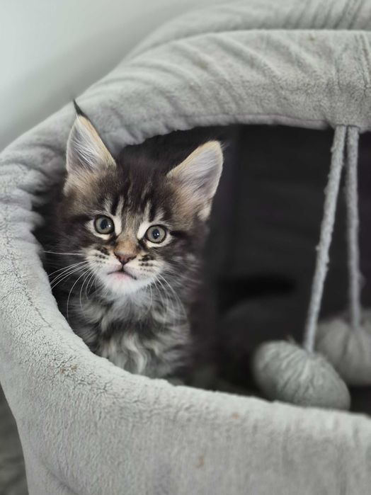 Klopsik kocurek Maine Coon