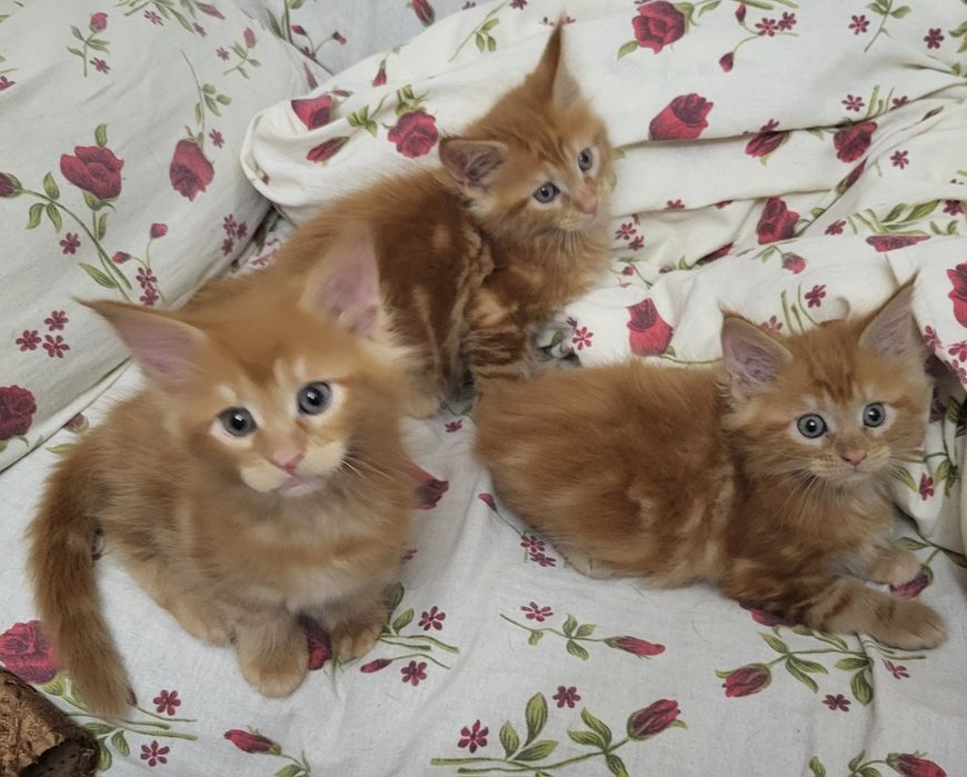 Шикарные котята Мейн-кун, питомник