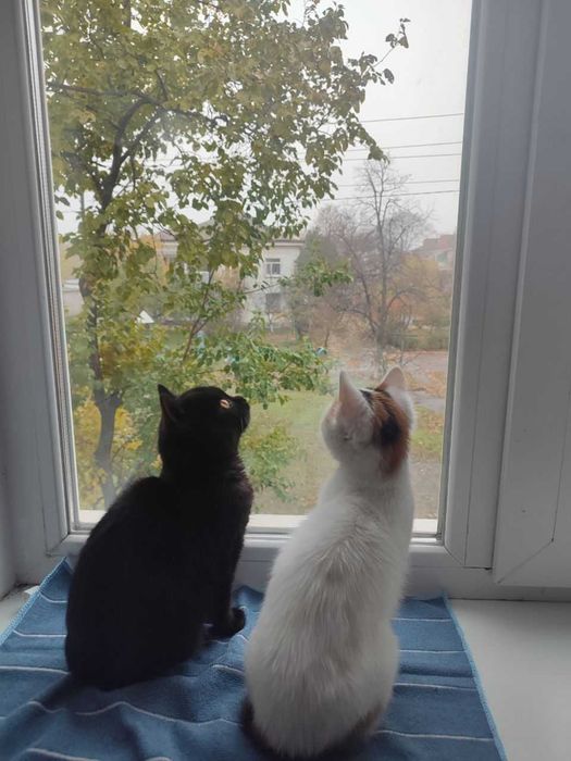 Кошеня, хлопчик.