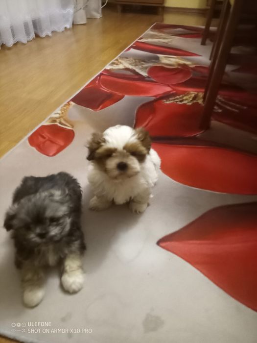 Suczka  SHIH TZU