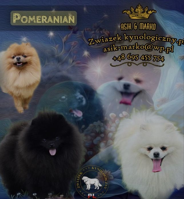 Szpic miniaturowy Pomeranian