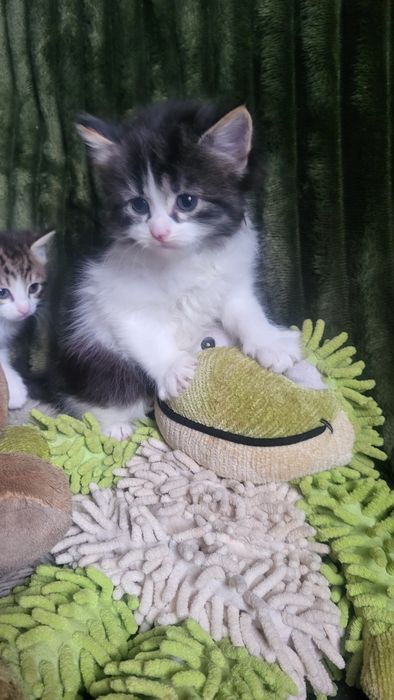 Віддамо у хороші руки