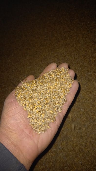 Pszenica zbiór 2025, sucha