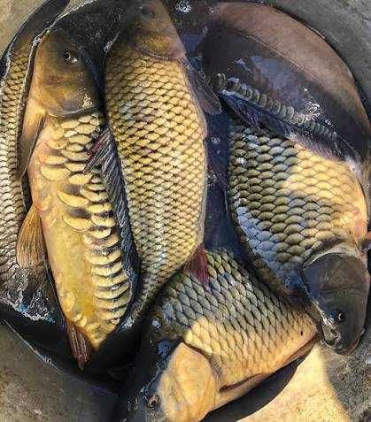 Продам живу рибу.