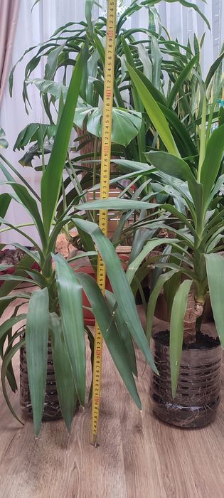 Драцена, кімнатна рослина, вазон