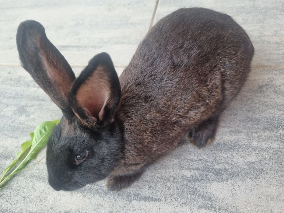 Króliki Nowozelandzkie białe, czerwone i czarnene