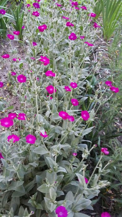 Саженцы малинового лихниса (однолетние и двуxлетние)