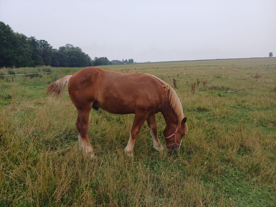 Ogierek zimnokrwisty