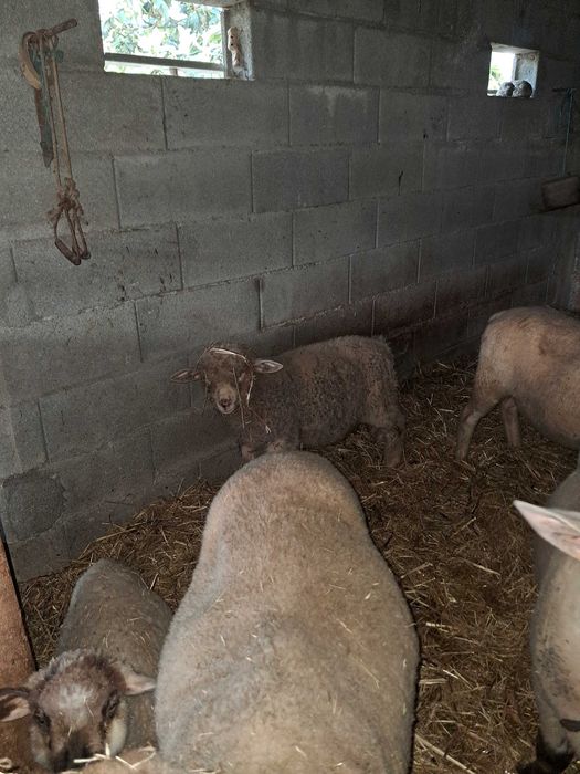 Animais de quinta