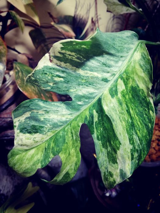 Epipremnum Hanoman sp. Bali variegata WIELKA RZADKOŚĆ Unikat nie monstera philodendron