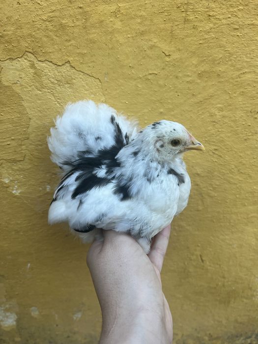 Pekin Fêmea Black Mottled
