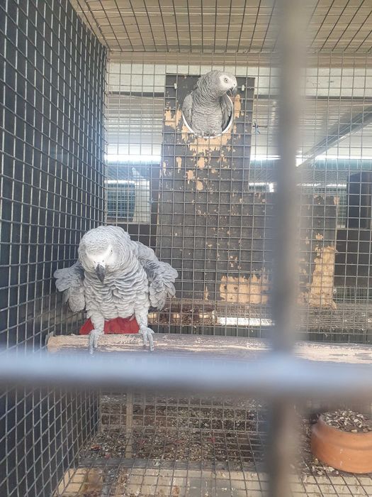 Vends de lote de casais de papagaios cinzentos reprodotores
