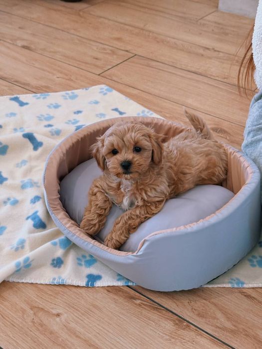 Boy&Girl Maltipoo Мальтипу VIP