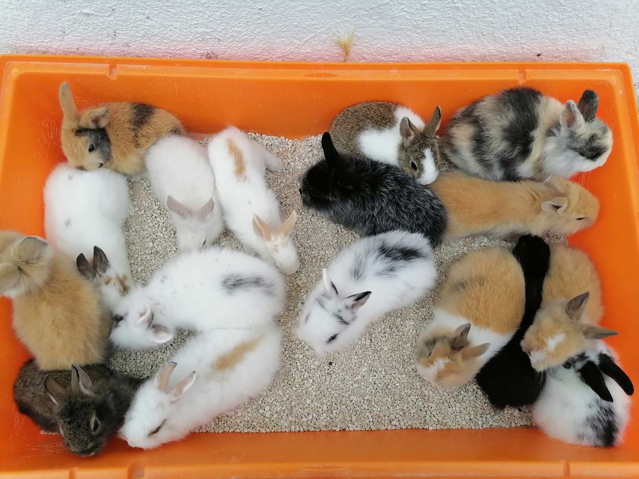 Kit Gaiola coelhos anões mini toy