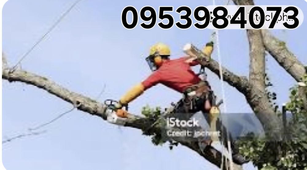 Возьму в Дар Дерево