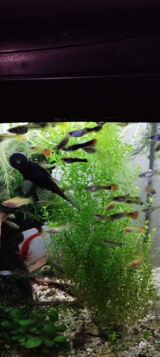 Sprzedam rybki akwariowe