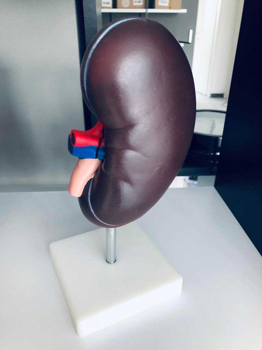 Model anatomiczny nerki