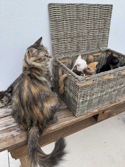 Gatinhos para Adoção