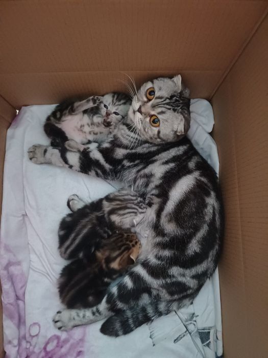 Мармурові шотландські коти