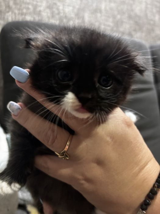 Кошенята шукають люблячу родину