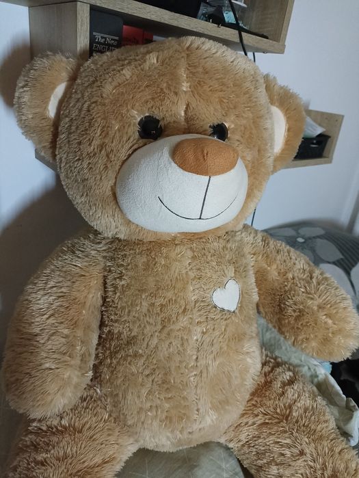 Duży miś szuka domu