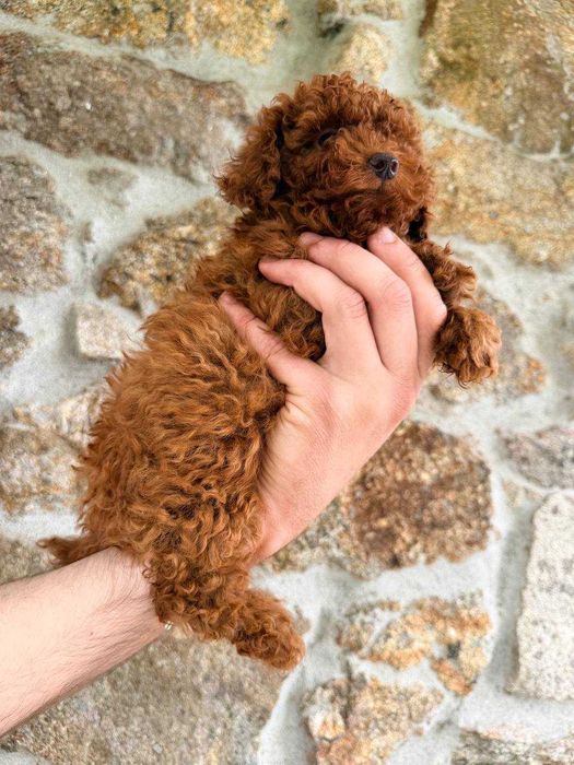 (!) Caniche Toy Mini Menina Disponível