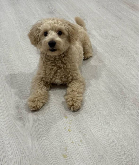 Красунчик Хлопчик Мальтіпу F1 під Ялинку