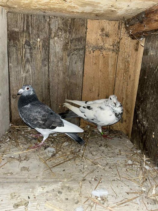 Sprzedam gołębie pocztowe