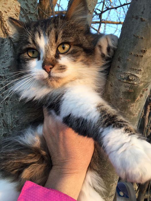 Стерилизована, спасите