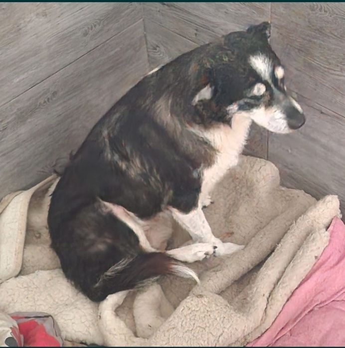 Lili bardzo grzeczna suczka do adopcji.