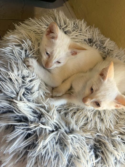 4 Bebés para Adoção!