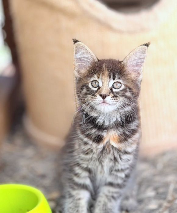 Gatinho Maine Coon bebé