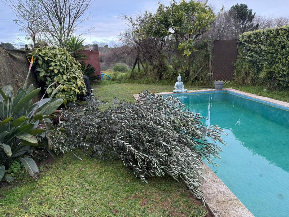 Podas e abates de árvores