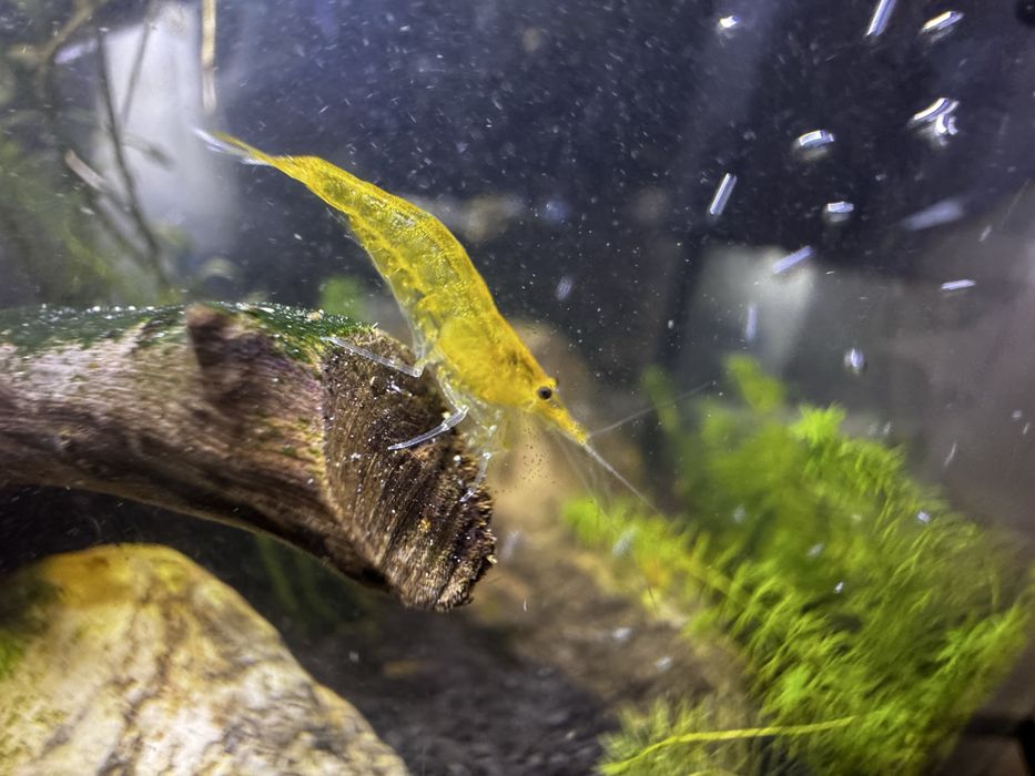 Krewetki Neocaridina  davidi var. Yellow