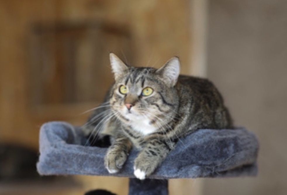 Айзек, робкий кот, 2 года, котик