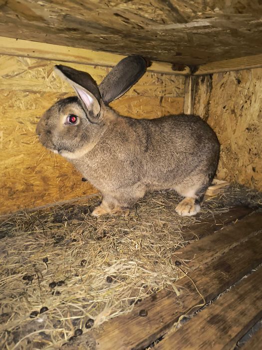 Króliki Belgi z domowej hodowli