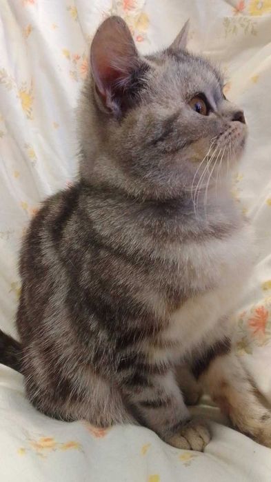 Шотландская кошка кiт