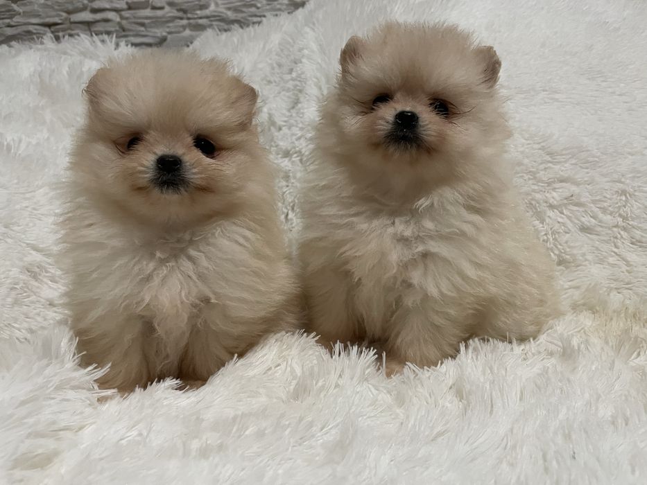 Pomeranian suczka mini
