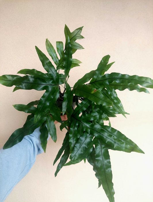 Planta Samambaia Jamaica