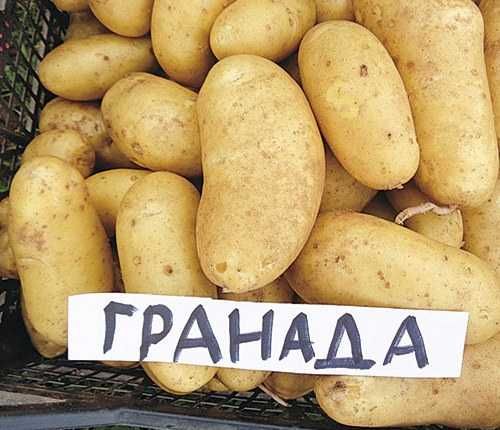Продам картошку на посадку