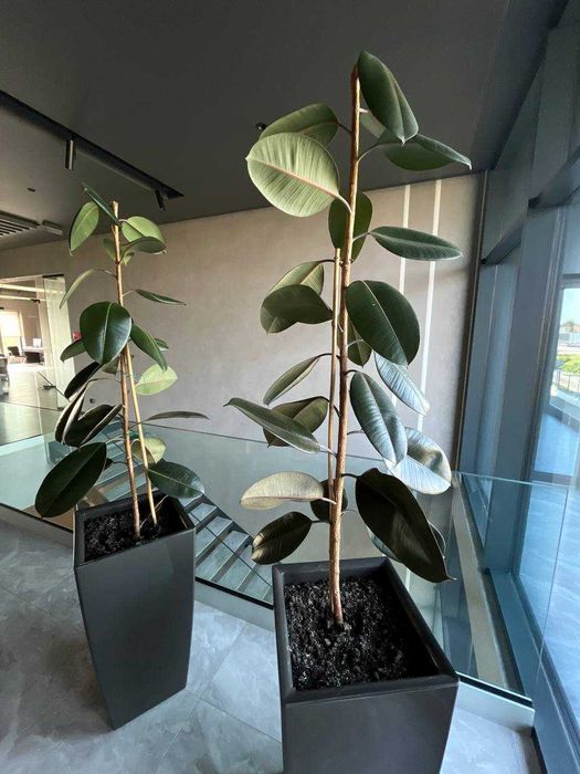 Фікус каучуковий 1.5м 2 шт в наявності