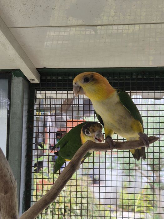 Marianinhas Cabeça Canela