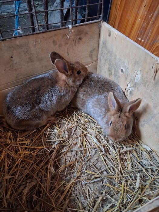Sprzedam króliki