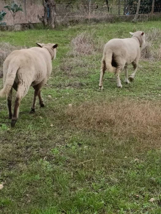 Casal de ovelhas + 2 crias