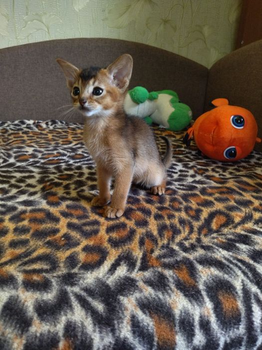 Абіссинські кошенята дівчатка та хлопчики з документами в пошуках роди